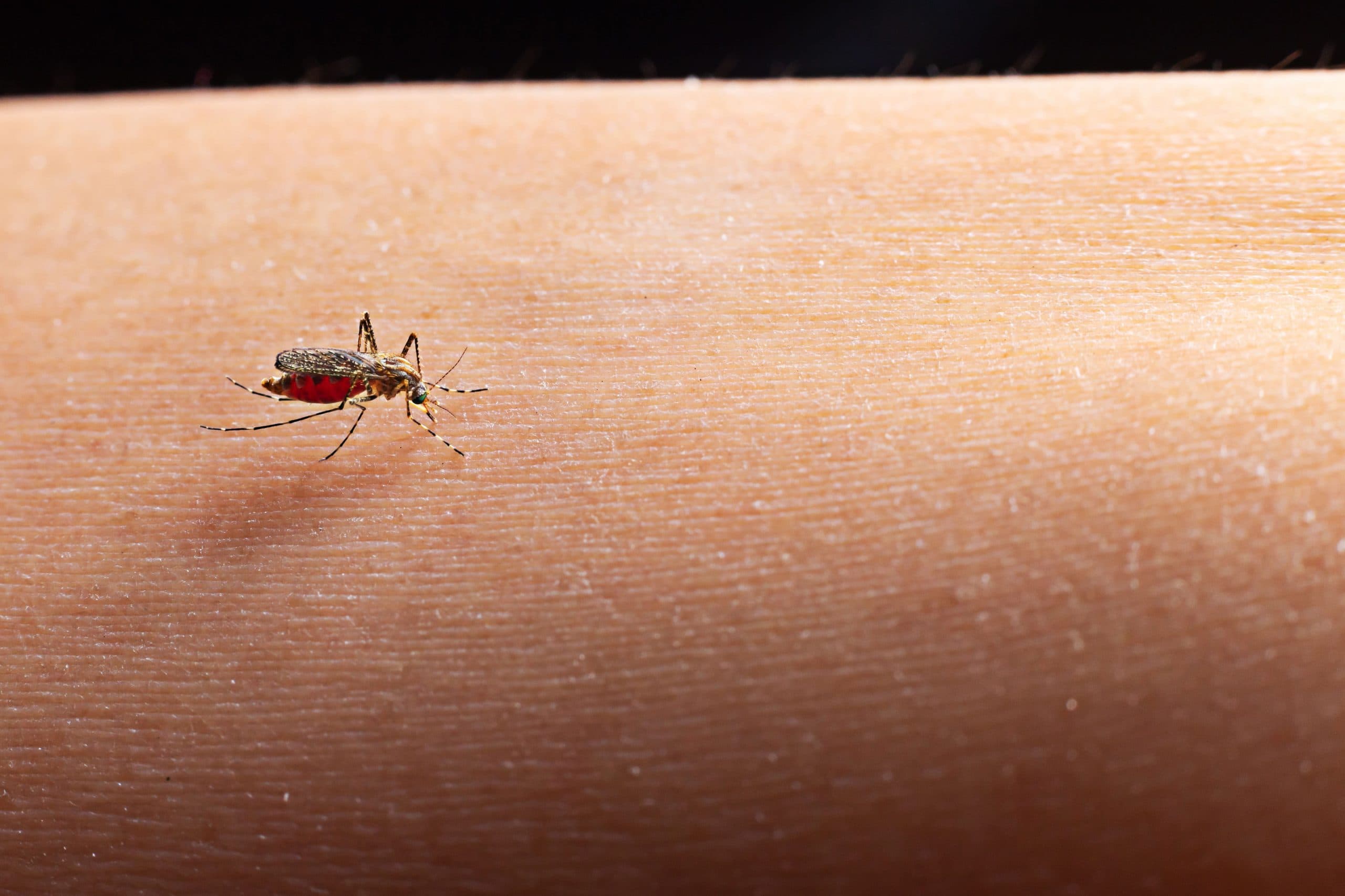 Desmistificando a dengue: cinco mitos e verdades