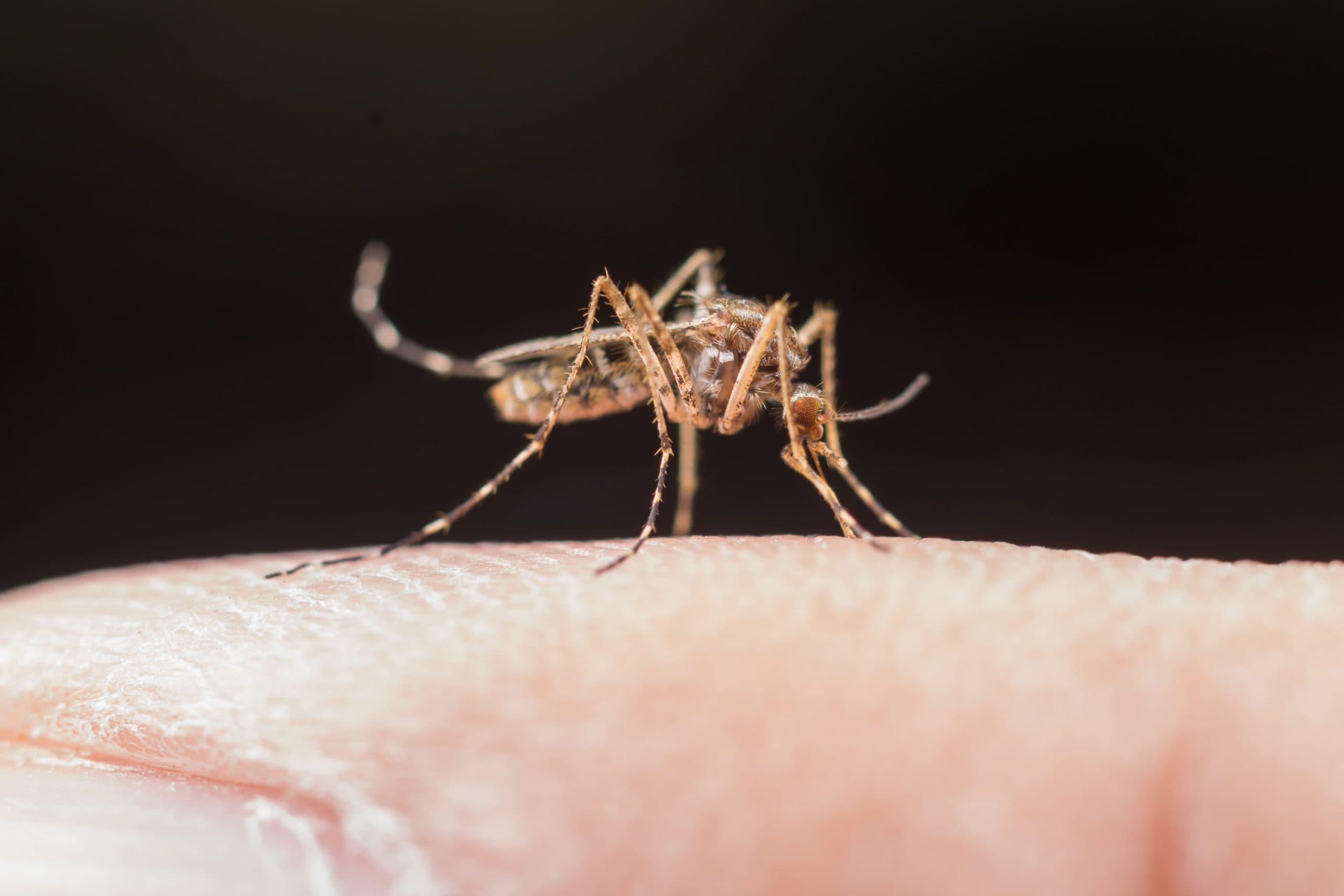 Por que os casos de dengue aumentam no verão e como se proteger?